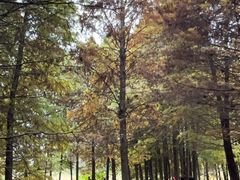 -溱湖国家湿地公园