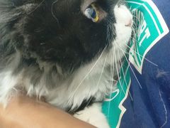 -宠福鑫康馨动物医院·骨科·眼科