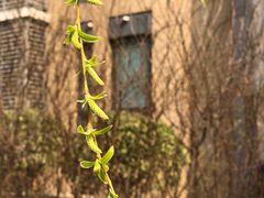 -首开·常青藤二期