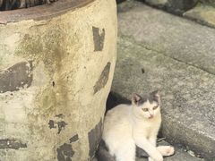 -老屋咖啡