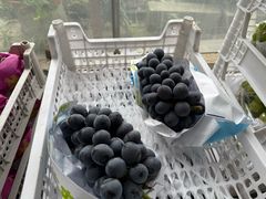 -马陆小张葡萄园农家乐