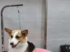 -宠福鑫康馨动物医院·骨科·眼科