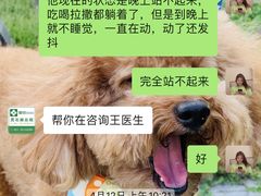 -爱侣宠医·鹦鹉专科·小型哺乳类·异宠专科(灵石路店)