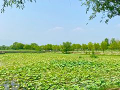 -野鸭湖国家湿地公园