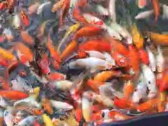 -苏苑饭店-中餐厅(长桥地区店)