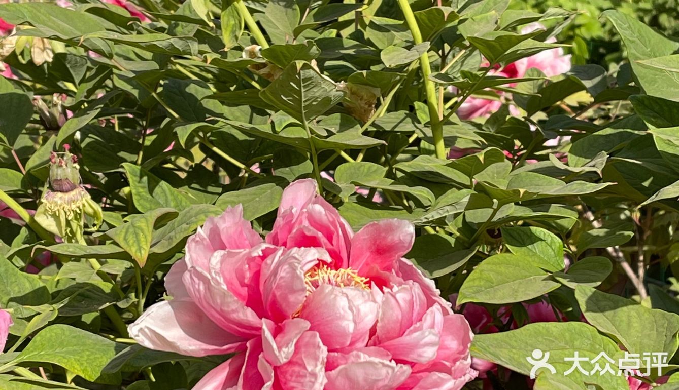 洛阳牡丹，当之无愧的花魁[亲亲][亲亲][亲亲]