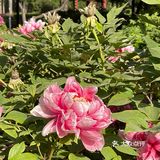 洛阳牡丹，当之无愧的花魁[亲亲][亲亲][亲亲]