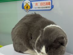 -半岛宠物医院24小时(科华中路店)