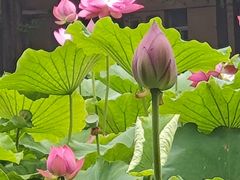 -西南交通大学(九里校区)