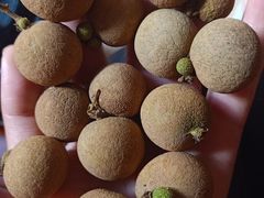 -从化深英荔枝黄皮龙眼采摘园