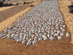 -尼甘布海鲜市场