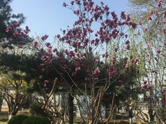 -德胜公园