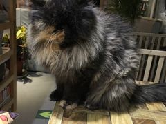 -小时光咖啡馆(开森度假森林店)