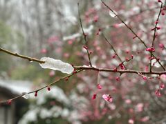 -嘉龙茶庄