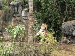 -海南热带野生动植物园