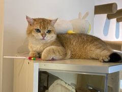 -Heymao猫咖.咖啡厅(东门店)