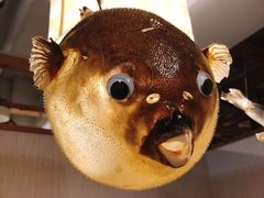 -玄品河豚(那覇國際通里之関)