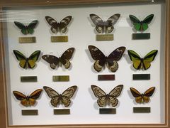 -上海昆虫博物馆