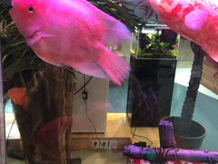-龟与熊猫宠物公园(南坪店)