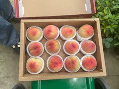 -老袁家蜜桃农场·阳山水蜜桃