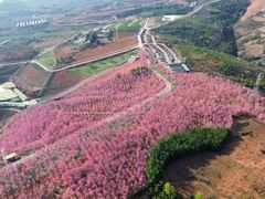 -宜良山后樱花谷