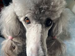 -宠福鑫康馨动物医院·骨科·眼科