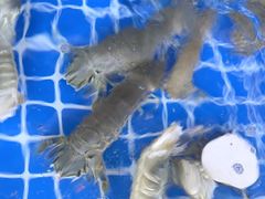 -海香园饭店
