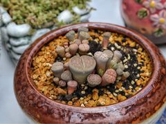 -金陵花卉交易市场