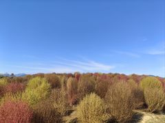 -径山花海