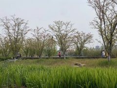 -长田漾湿地公园