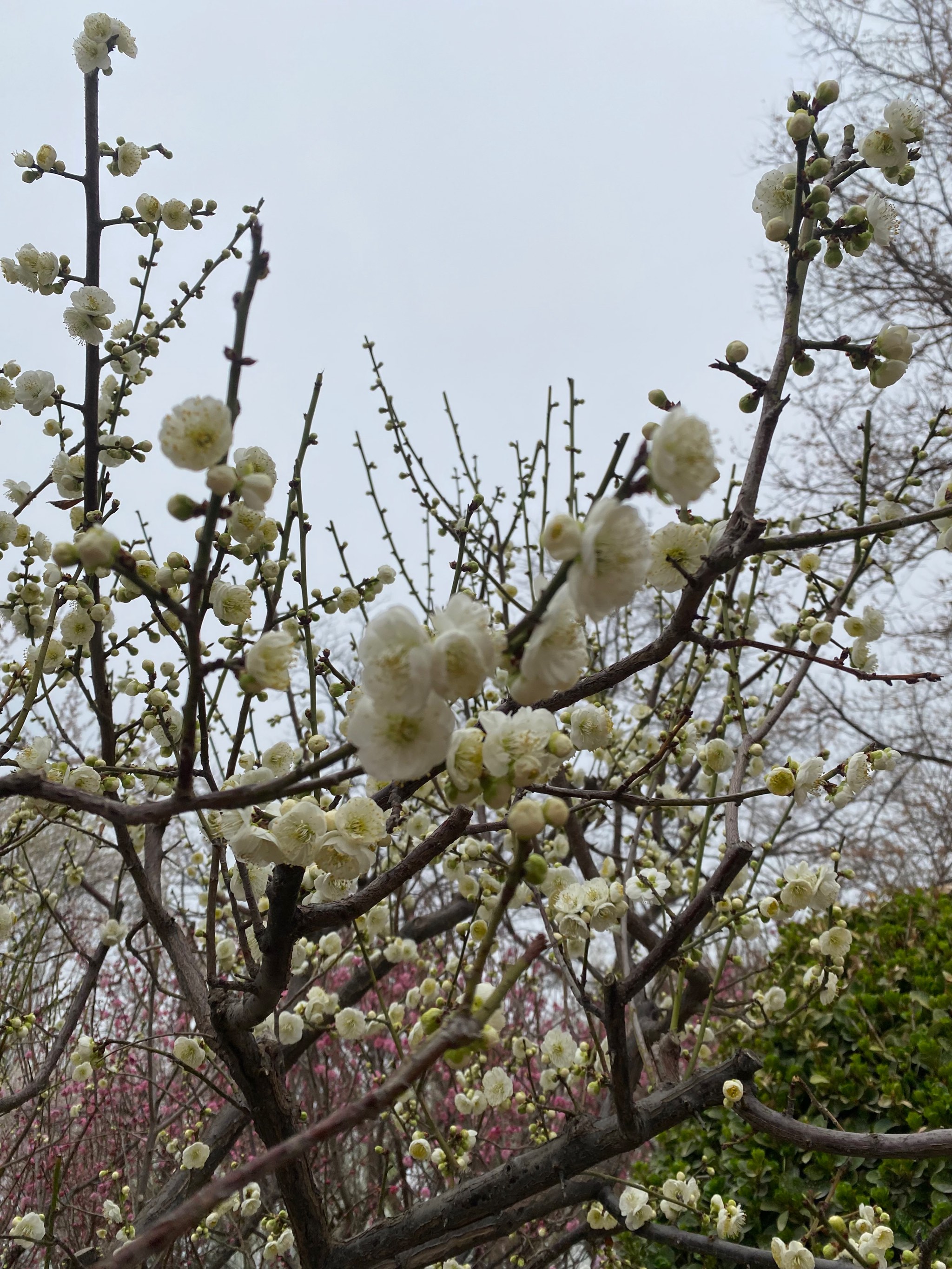 玉渊潭桃花图片