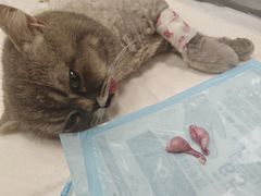 -艾吉宠物医院·疑难杂症转诊中心·猫友好(碧江路院)