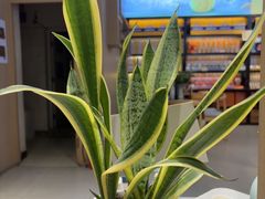 -金顺昌桂林桂花伴手礼(东西巷6店)