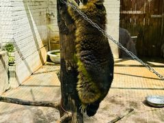 -J Create城市露营咖啡·简餐·宠物(上海动物园店)