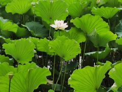 -北京动物园-畅观楼