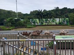 -深圳野生动物园