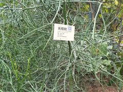 -呀路古热带植物园