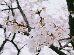 -西北湖绿化广场