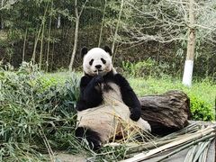 -都江堰中华大熊猫苑