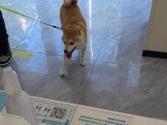 -美联众合爱康动物医院•复杂内科•肿瘤科•牙科•腔镜诊疗中心