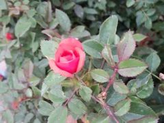 -亚龙湾国际玫瑰谷