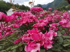 -镇坪县曙坪小学