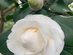 -金花茶公园