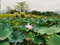 -良渚古城遗址公园