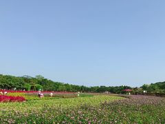 -丹樱生态园