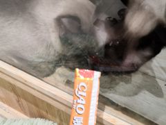 -藏猫猫咖啡主题馆(中央大道店)