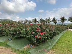 -亚龙湾国际玫瑰谷