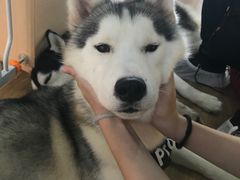 -Husky Go! 哈士奇体验馆·宠物咖啡厅狗咖