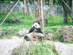 -都江堰中华大熊猫苑