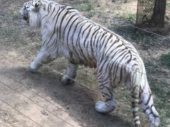 -秦皇岛野生动物园